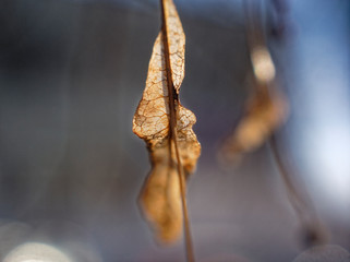 dried Linden seeds on a tree in autumn