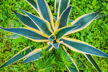 The plant is agave american. Leaves with thorns.