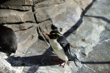 イワトビペンギン