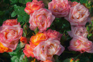 Ramo de rosas multicolores mojadas