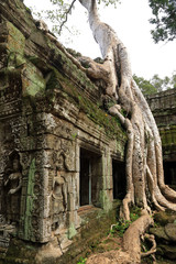 Spung on a temple in Ta Prohm, Angkor, Cambodia