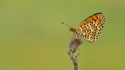 Melitaea trivia  569