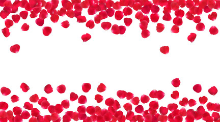Background with realistic red rose petals isolated on white background.