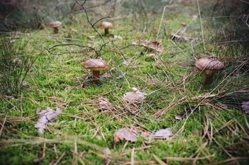 kleine Pilze mit Kappe stehen im Wald