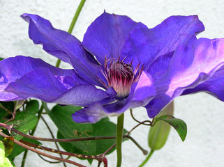 Clematis The President