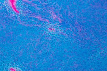 Naklejka premium Concept of Education anatomy and physiology of Hyaline cartilage under the microscopic in laboratory.