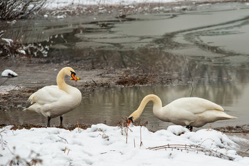 Obraz premium Two whooper swans at the lake in winter