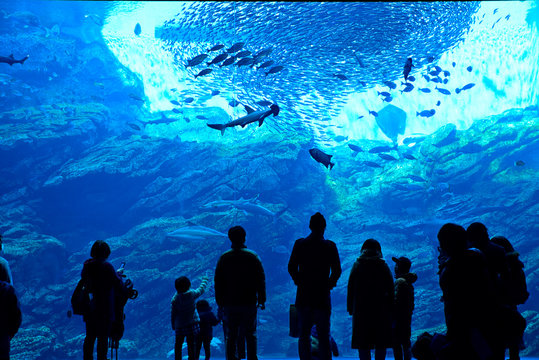 水族館の大水槽と観覧者のシルエット