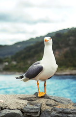 seagull in Portovenere