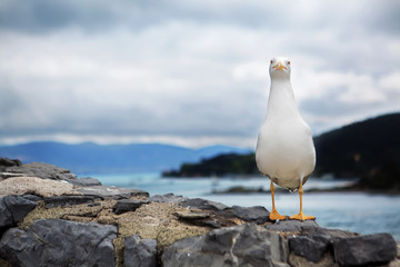 seagull in Portovenere,