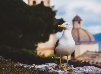 seagull in Portovenere