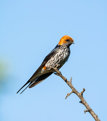 Lesser-striped Swallow