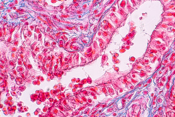 Concept of Education anatomy and physiology of mammary gland is an exocrine gland in mammals under...