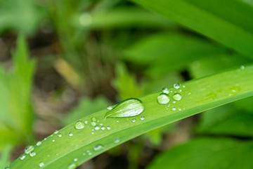 water drop on the grass #2
