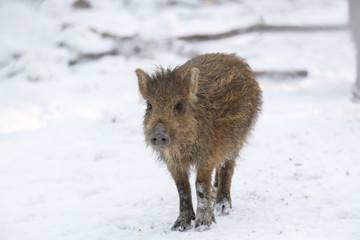 Young wild boar in winter forest