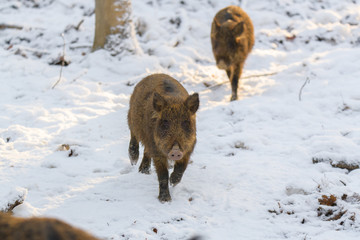 Young wild boar in winter forest