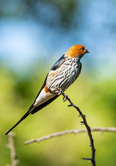 Lesser-striped Swallow