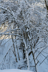 Winterwald
