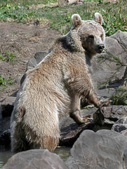 Young syrian brown bear. Latin name - Ursus arctos syriacus	
