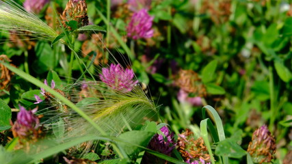wildflowers in the wild