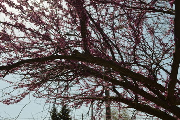trees and sky