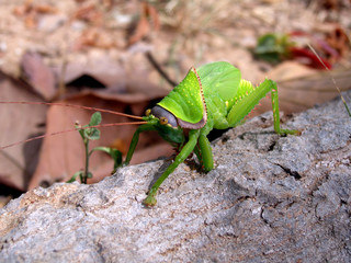 Locust, Angkor Thom, Cambodia