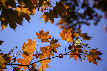 maple branch blooms in spring in bright sunshine 
