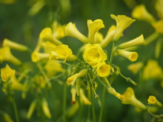 春の花