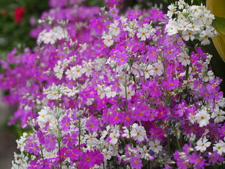 Obraz premium 春の花