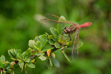 red dragonfly on a leaf