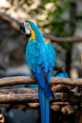 The colorful blue macaw in the nature in the happy life. 