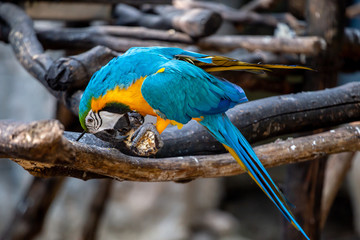 The colorful blue macaw in the nature in the happy life. 