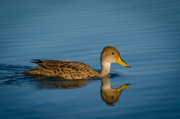 duck on water