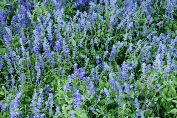 blue salvia flower in the garden