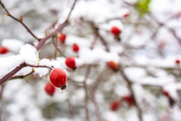 Red fruits of rose hips