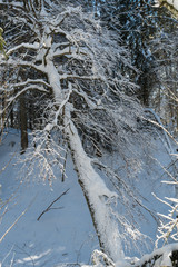 Winterwald