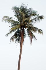Naklejka na ściany i meble Coconut tree isolated on white background.