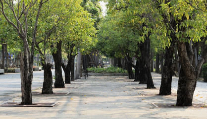 The path is full of trees.