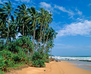 Palmenstrand