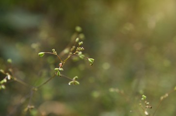 green flowers on green nature background