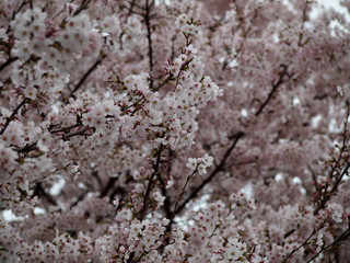 春の花