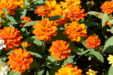 Flower blossom in the garden under bright sunny day.