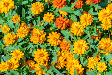 Flower blossom in the garden under bright sunny day.