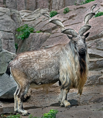 Markhor male on the rock. Latin name - Capra falconeri	