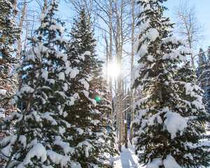 Sun shining through the trees.  Hiking in the forest in the winter season.