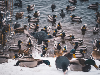 Fototapeta premium flock of ducks swimming in the lake