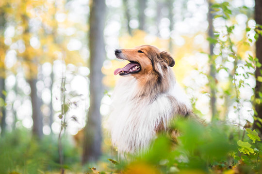 Gold rough collie in a forest