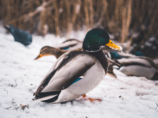 flock of ducks swimming in the lake