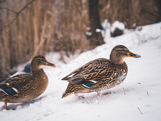 flock of ducks swimming in the lake