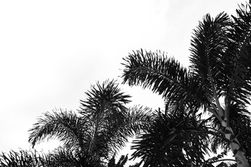Fototapeta na wymiar palms leaf on white background